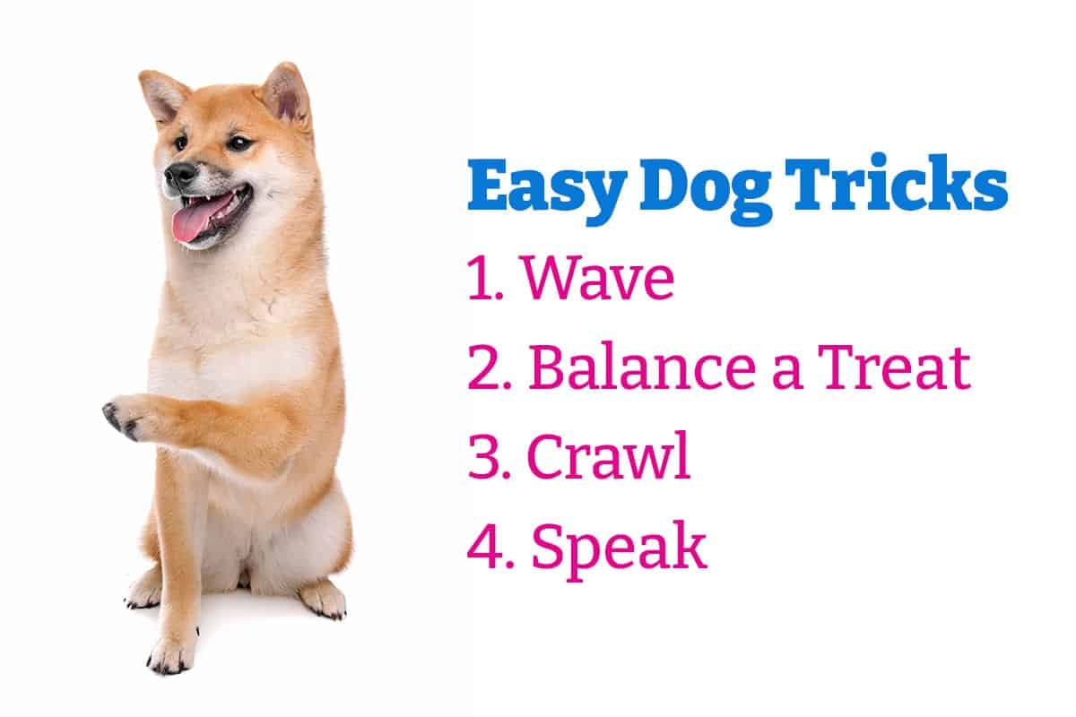 4 Crazy Cool and Easy Dog Tricks - My Dog's Name