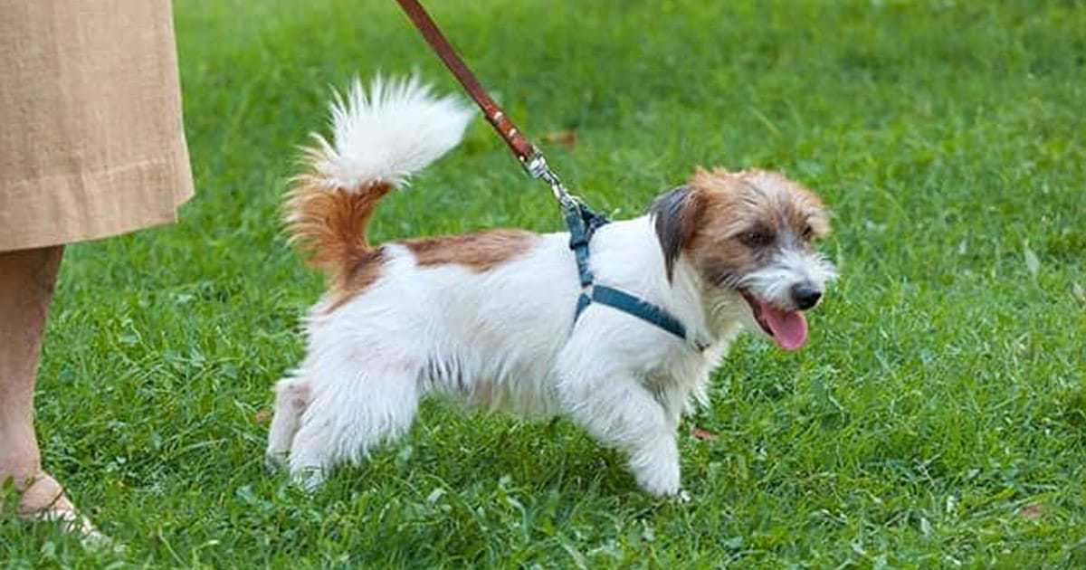 Teaching a puppy to walk on best sale a leash cesar millan