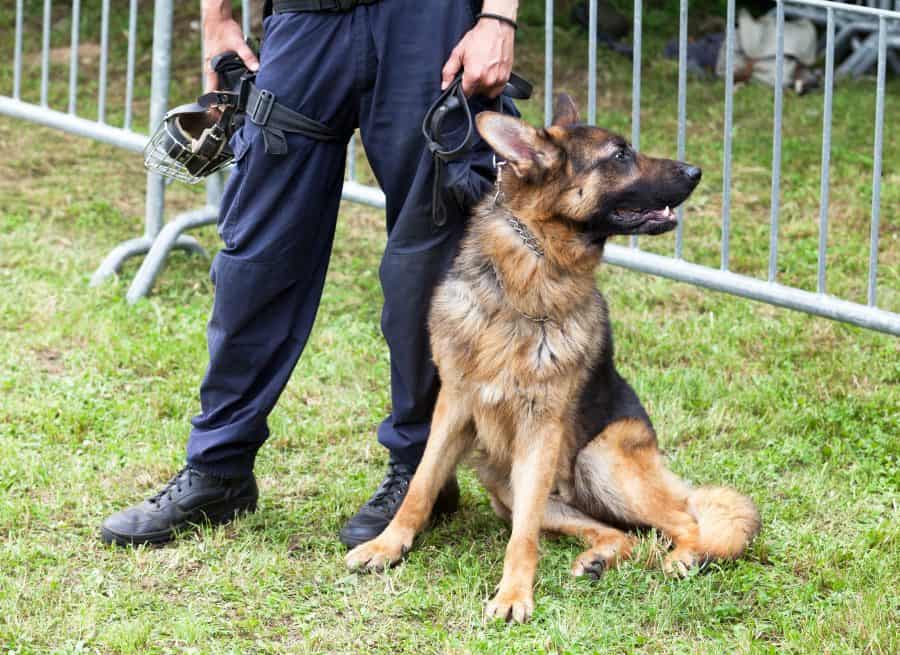 Strong & Courageous Police Dog Names - My Dog's Name