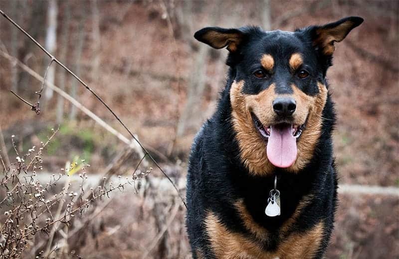 German Rottweiler Mix – The Complete Guide - My Dog's Name