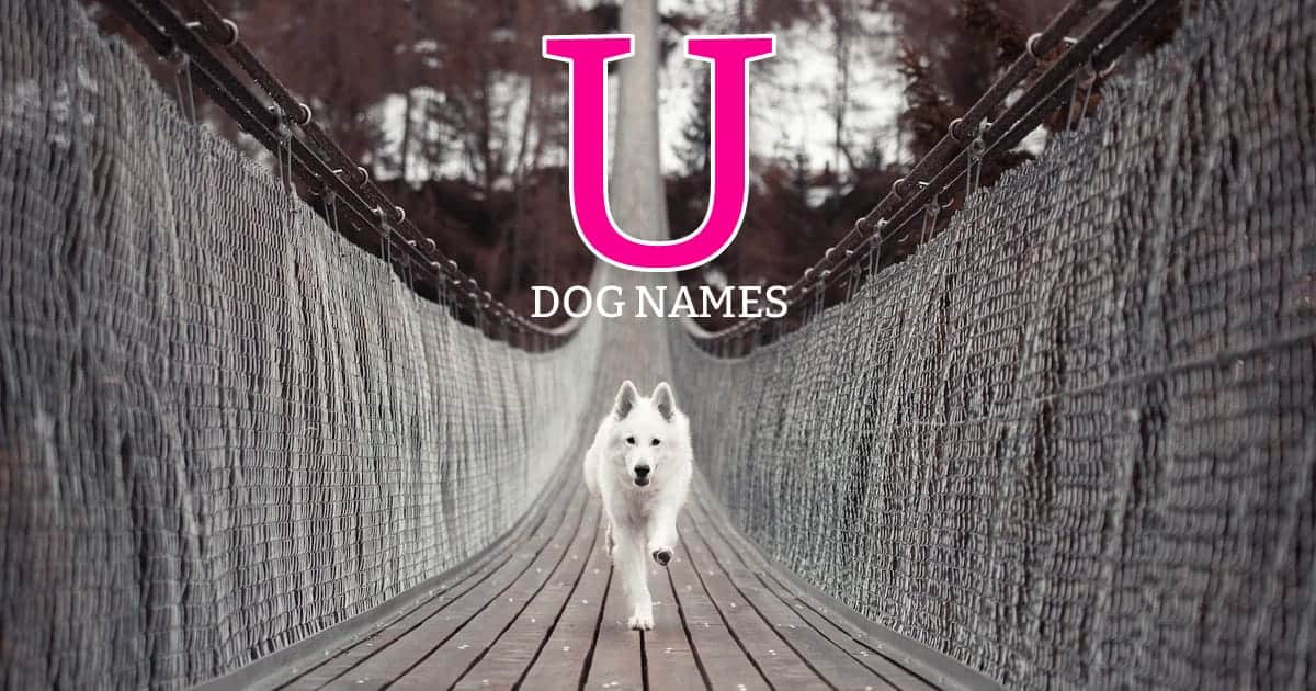 Dog Names That Start With L - (215+ Unique Ideas)